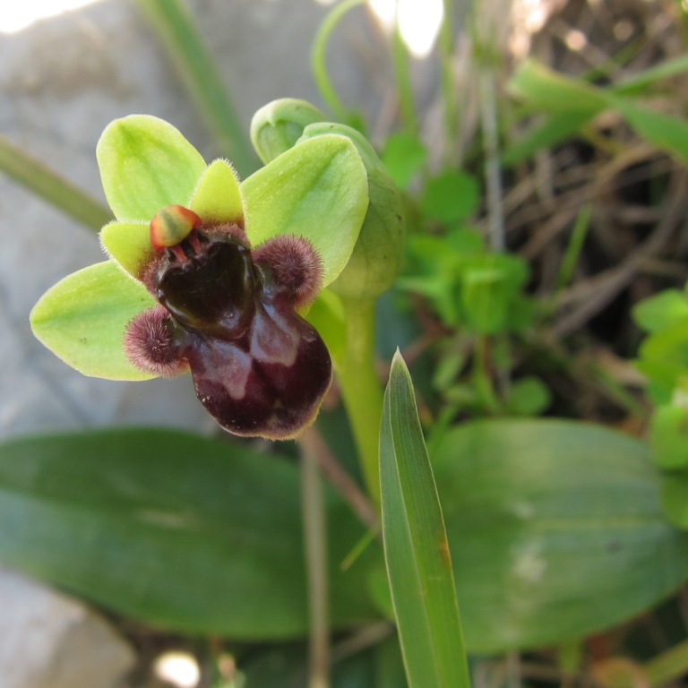 Ophrys bombyliflora